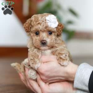 Teacup poodle outlet prijs